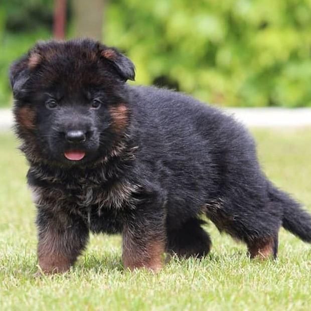 Benji