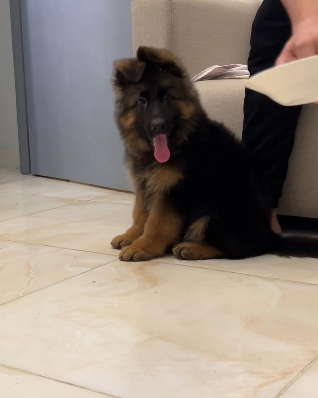 bela (12)
